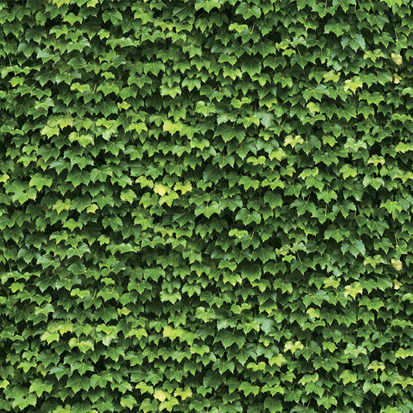 Giấy Dán Tường Hàn Quốc Natural